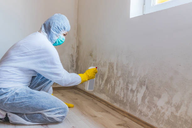 Licensed Basement Mold Removal service in Greenville, TX - WQB Mold Removal