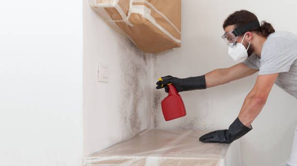 Professional Basement Mold Removal technician working in Greenville, TX