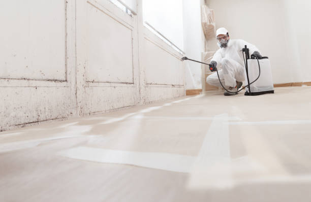 24/7 Emergency Basement Mold Removal experts in Greenville, TX