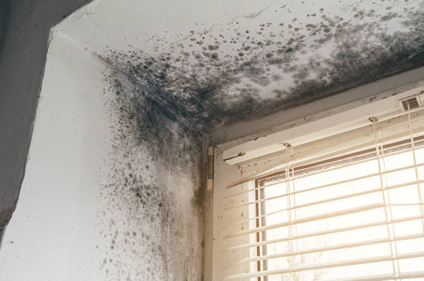 Affordable Basement Mold Removal solutions in Greenville, TX