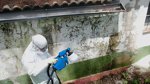 Top rated local Basement Mold Removal specialists in Greenville, TX